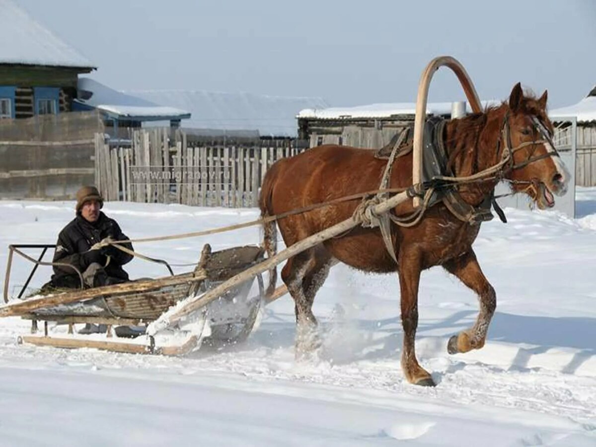 Сани для лошади: как сделать своими руками (деревянные, зимние), фото